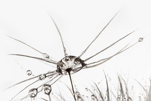 Serene Macro Fotografie: Paardenbloem met Zwevend Zaadje - Tijdloze Wanddecoratie