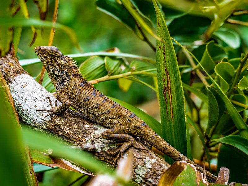 Lézard par Stijn Cleynhens