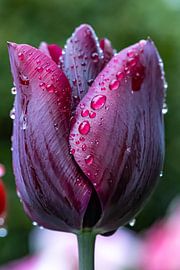 Beautiful dark red tulip with raindrops by Ghazaleh Givi