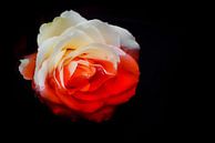 Blood rose (Serie: Roses) van Pascal Raymond Dorland thumbnail