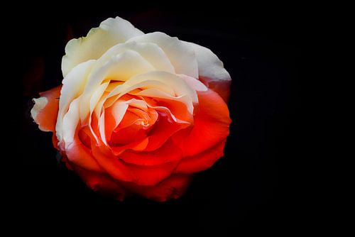 Blood rose (Serie: Roses)