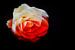 Blood Rose (Serie: Roses) von Pascal Raymond Dorland