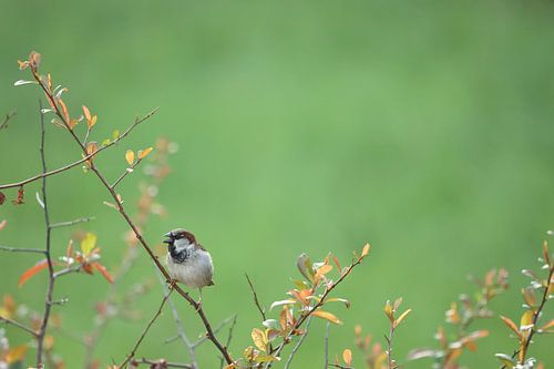 Moineau sur Miranda Jansen Fotografie