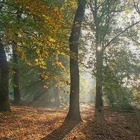 Herbstwald mit Sonnenstrahlen von Mieke Geurts-Korsten