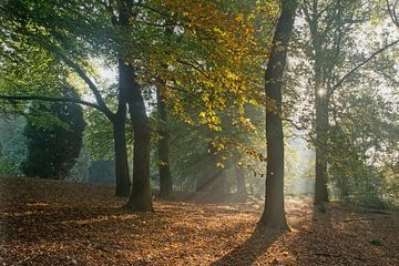 Herfstbos met zonnestralen van Mieke Geurts-Korsten