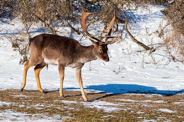 Fallow deer AWD by Merijn Loch