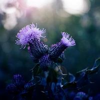 Tweeling Distel