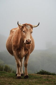 Koe in Mystiek Mistig Landschap van Dave Adriaanse