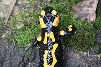 La salamandre tachetée