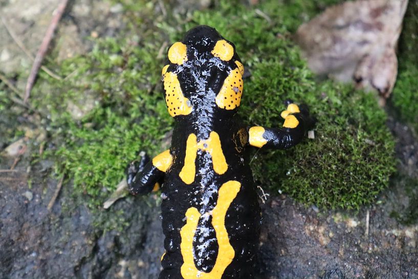 De vuursalamander van DEsastrous4life