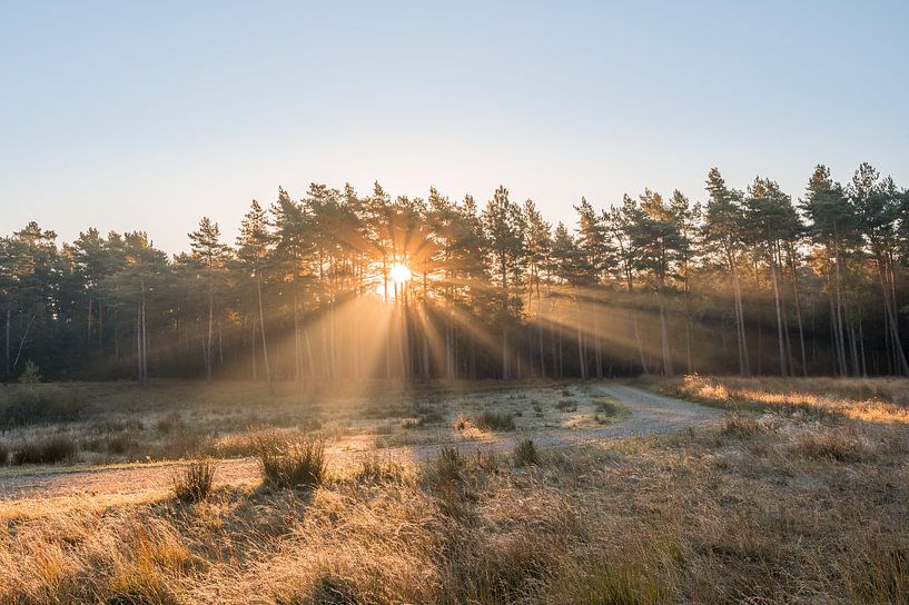 Stralende zonsopkomst op de heide van John van de Gazelle fotografie