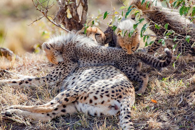 Playing by Peter Michel