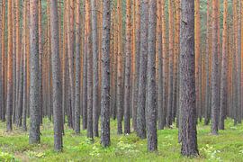 Waldkiefern Wald von Sven-Erik Arndt