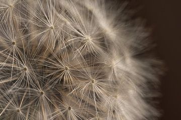 Licht valt op een pluizenbol van een Paardenbloem van Marjolijn van den Berg