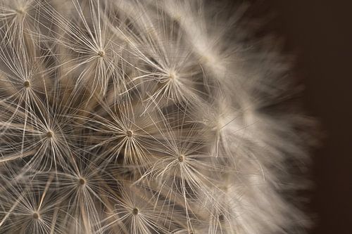 Licht valt op een pluizenbol van een Paardenbloem