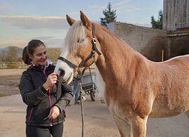 Preparation of a light brown Haflinger with beige mane before training