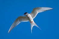 Arctic tern in front of a crisp blue sky by Martijn Smeets thumbnail
