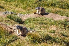 Großglockner, edelweiss and marmots - pure Alpine idyll in Austria. Buy the impressive Alpine photo as a canvas or wall mural now and enjoy nature at home. by Miriam Schwarzfischer Fotografie