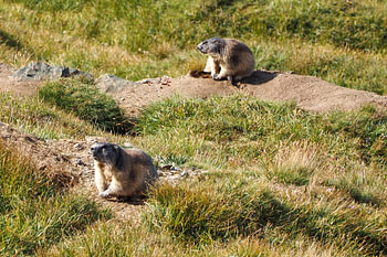 Grand Glockner, edelweiss et marmottes - une pure idylle alpine en Autriche. Acheter maintenant cette impressionnante photo des Alpes sur toile ou tableau mural et profiter de la nature chez soi.