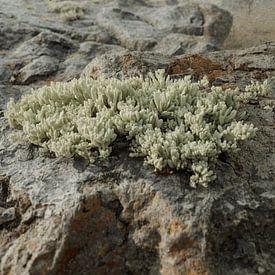 Tactile Resilience: Lichen and Granite by Sergej Gello