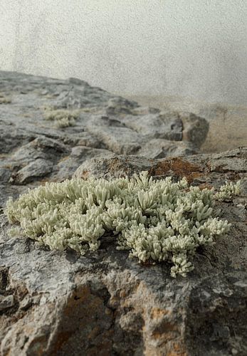 Haptische Widerstandsfähigkeit: Flechten und Granit