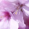 Gorgeous in Pink van LHJB Photography
