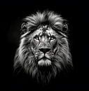 dramatic black and white portrait photo rendering of the head of a male lion by Margriet Hulsker thumbnail