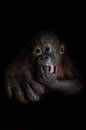 Een schattige kleine orang-oetan azyana kijkt nieuwsgierig naar de ijverig gesteunde grote hand van  van Michael Semenov thumbnail