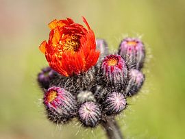 Hawkweed by Rob Boon