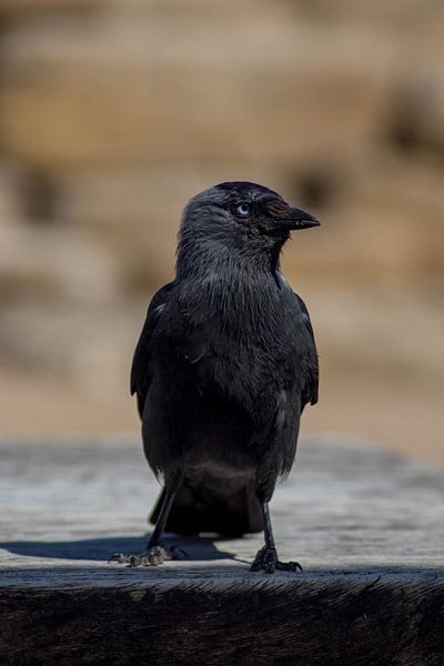 De Zwarte Kraai van Selwyn Smeets - SaSmeets Photography
