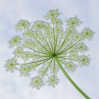 Wreath of giant hogweed 2