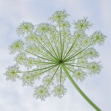 Wreath of giant hogweed 2 by Jaap Tanis