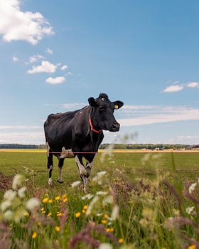 Het Nederlandse landschap