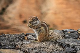 Écureuil à Fuerteventura sur Marcel van Berkel