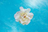 weiße Rose auf blauem Hintergrund