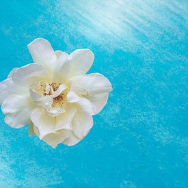 white rose on blue background by Ribbi