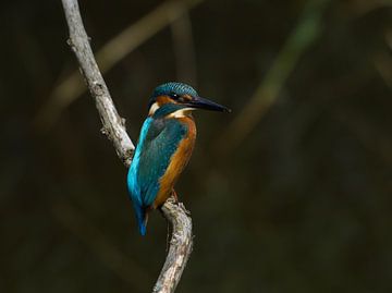 Kingfisher by Pictures by Van Haestregt