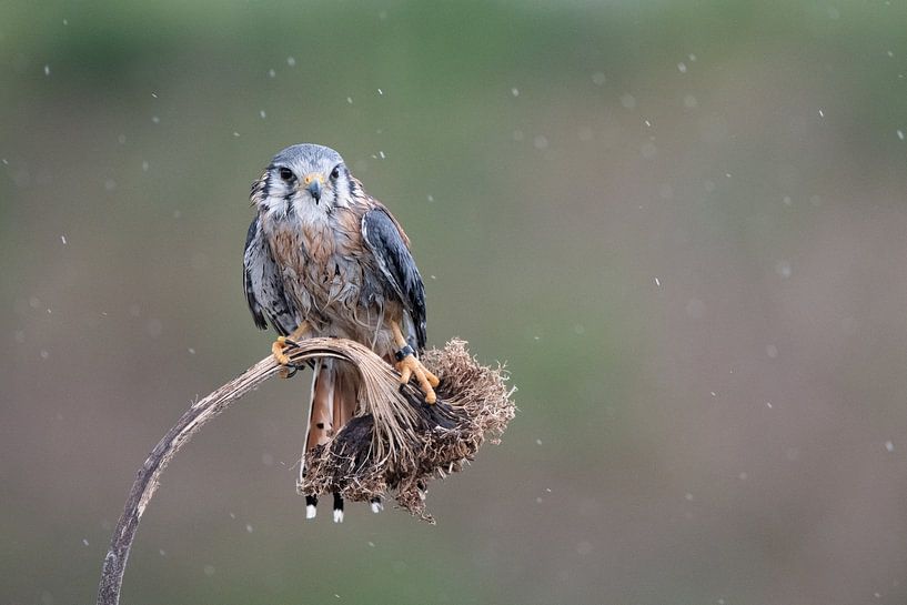 Kestrel by Samantha Rorijs