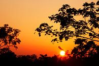 Dromerige Zonsondergang tussen de bomen door van Dexter Reijsmeijer thumbnail