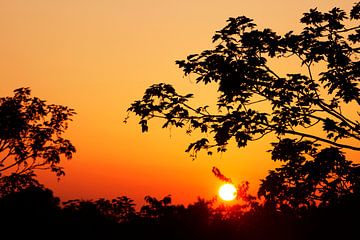 Dromerige Zonsondergang tussen de bomen door van Dexter Reijsmeijer
