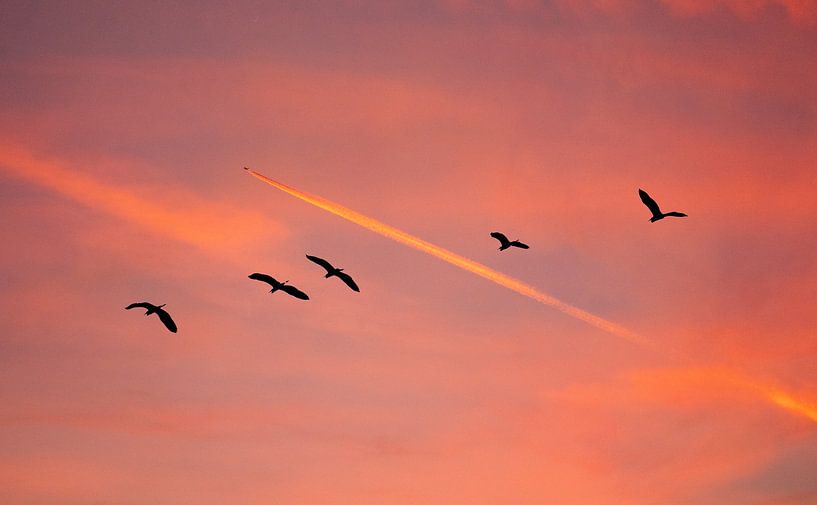 Storks in Alsace by Kees van den Burg