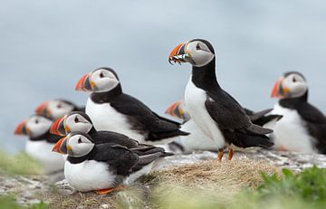 Macareux moine sur Menno Schaefer