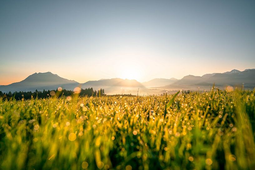 Flowery view of the Grünten at sunrise by Leo Schindzielorz