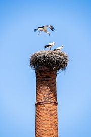 Ooievaarsnest in Zuid-Europa, Portugal