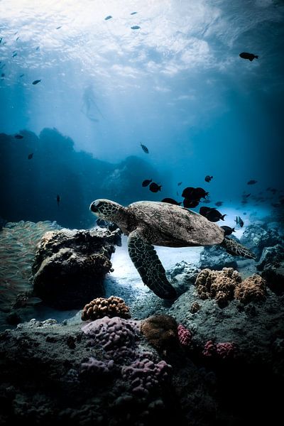 Under the Sea by Hello Pompoyo