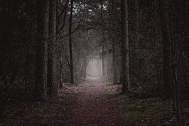 herfstkleuren in het bos van Jan Hermsen