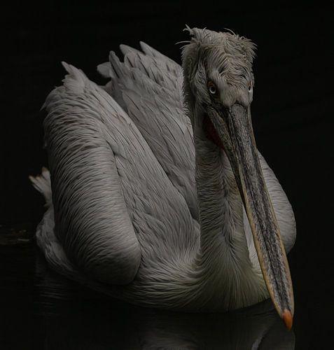 Pelecanus crispus