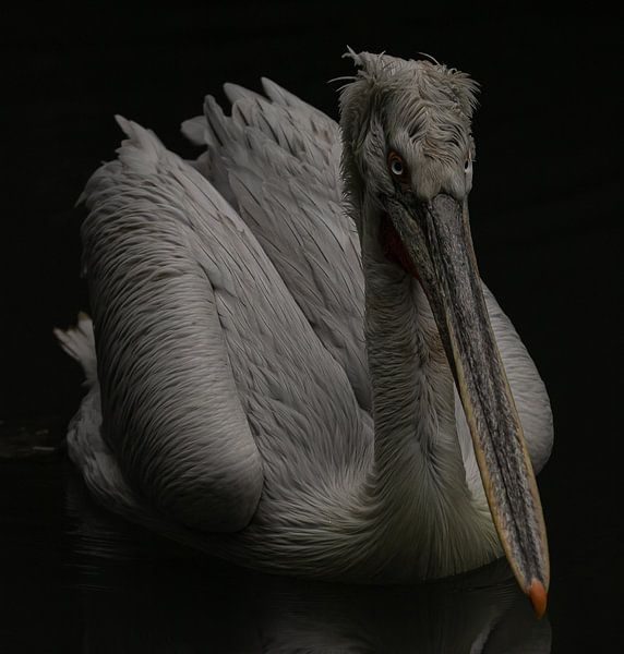 Pelecanus crispus von Wouter Van der Zwan