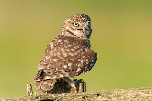 Steenuil op de uitkijk