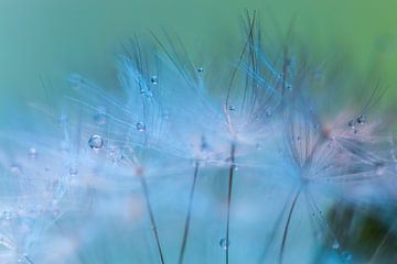 Drops on Dandelion by Mark Scheper